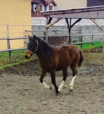 Źrebak koń Ogier Rasowy Hucuł rasa huculska
