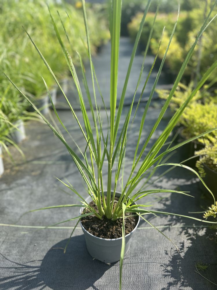 Trawa pampasowa Cortaderia