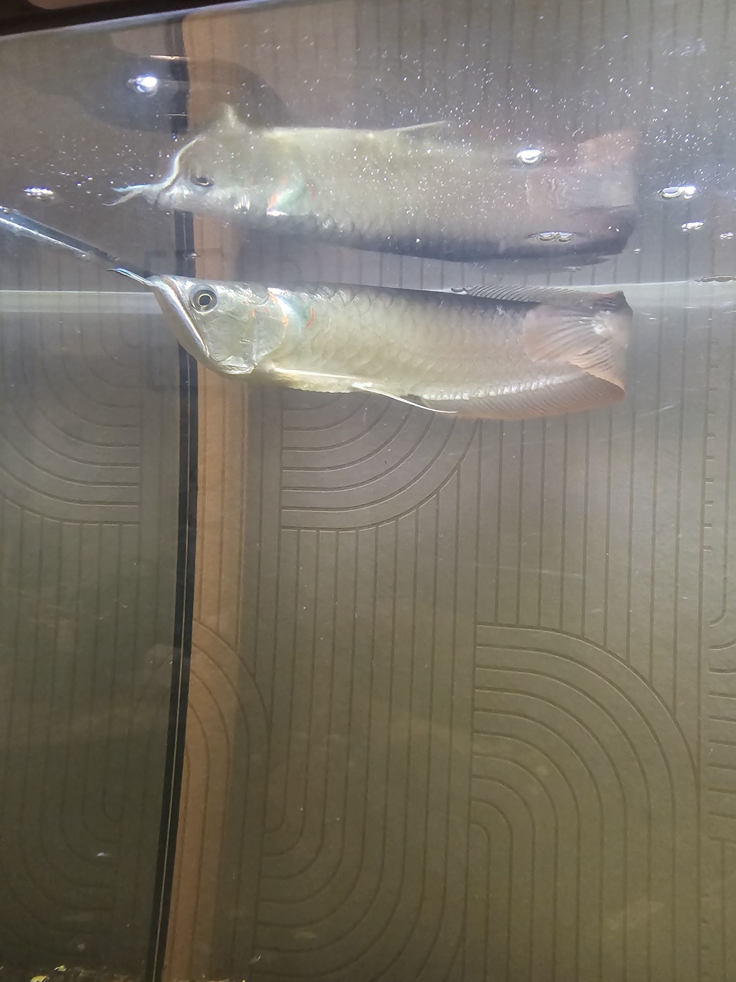arowana silver 35cm