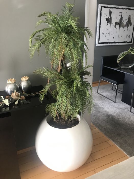 Palmeira com vaso grande