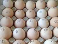 Инкубационное яйцо Испанки Голошейка Венгерское яйцо