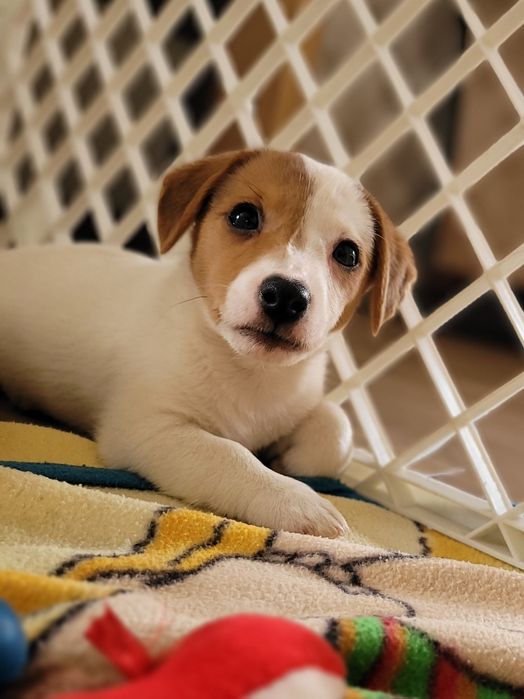 Jack Russell Terrier Piękny Maluch