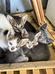 Gatinhos para dar