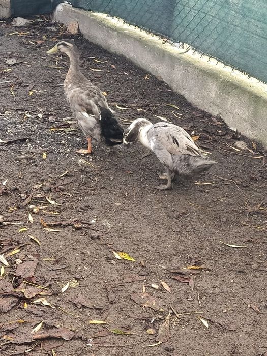 Para kaczek  tylko razem