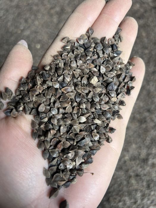 Sprzedam Gryke zbiór 2025