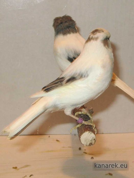 Sprzedam Kanarki, Zeberki oraz Gile Meksykańskie