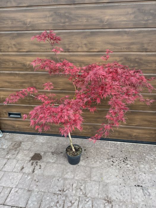 Acer palmatum клен японський Garnet Emerald lace Extravanganza Aureum