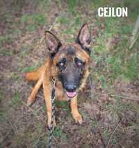 2 letni owczarek belgijski Cejlon do adopcji