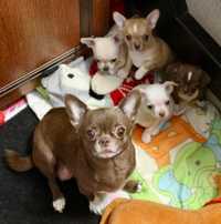 Продам щенков Чихуахуа мини (3 мальчика и 1 девочка).Родились 6 апреля