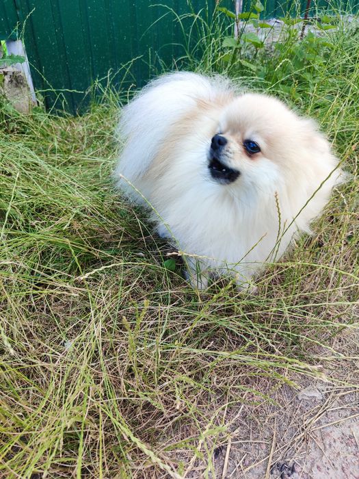 В'язка померанский шпіц Житомир,Коростишів