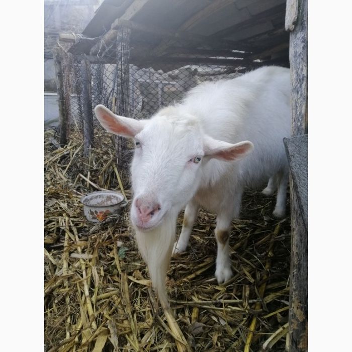 Продам козлика в добрі руки, с.веселинівка