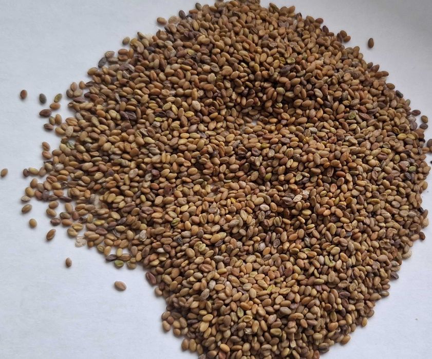 Nostrzyk żółty nasiona