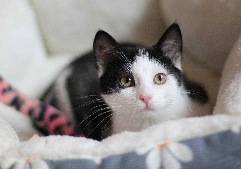 Piękna, trzy i półmiesięczna kotunia do adopcji!