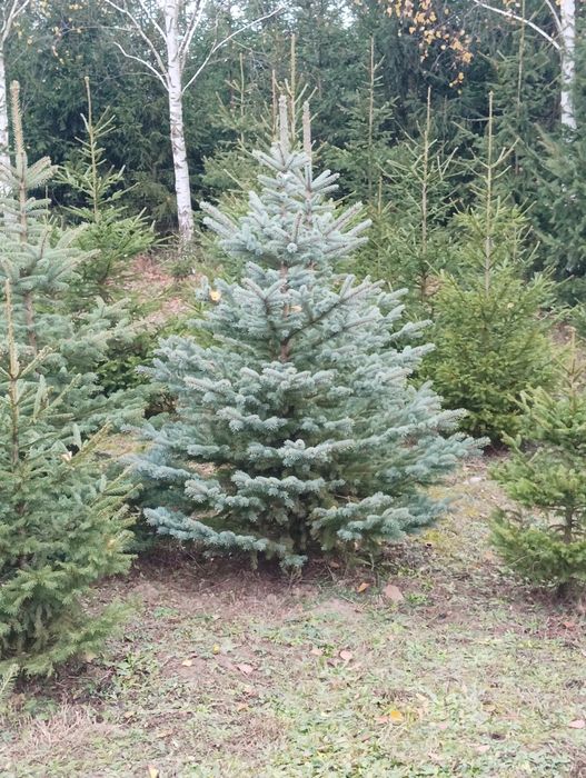 Choinki z własnej plantacji , świerk srebrny oraz jodła