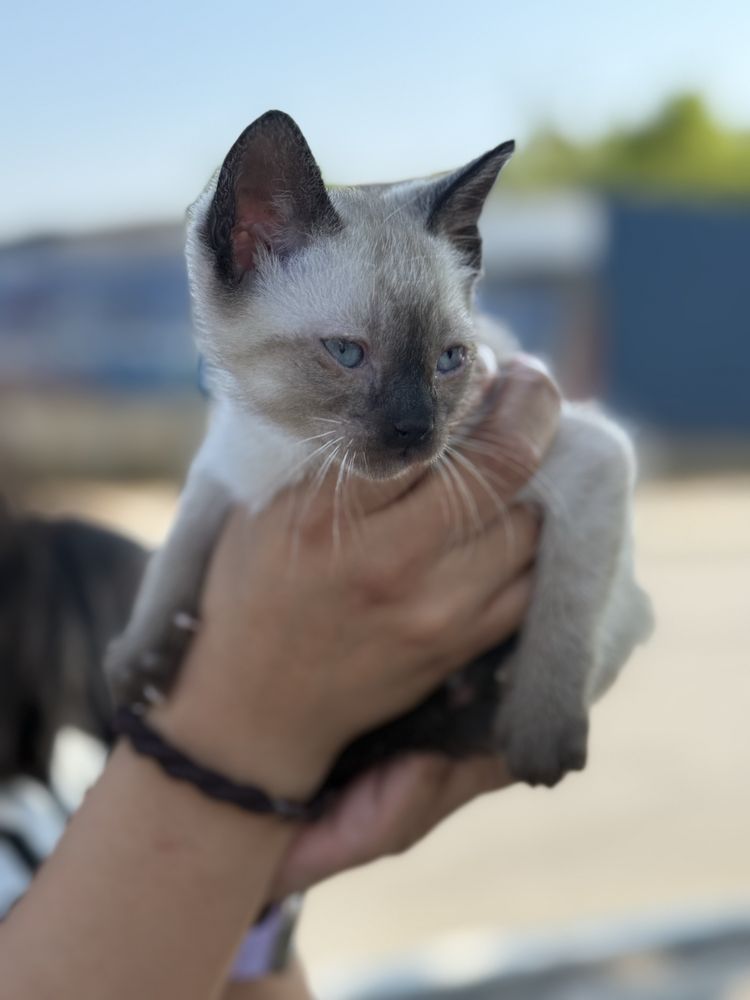 Gatinhas para adoção responsável Caxarias/Ourém/Leiria