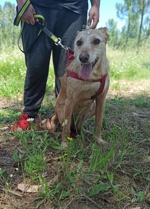 Cadela Porte Médio (15kg) Para Adoção (Anocas)