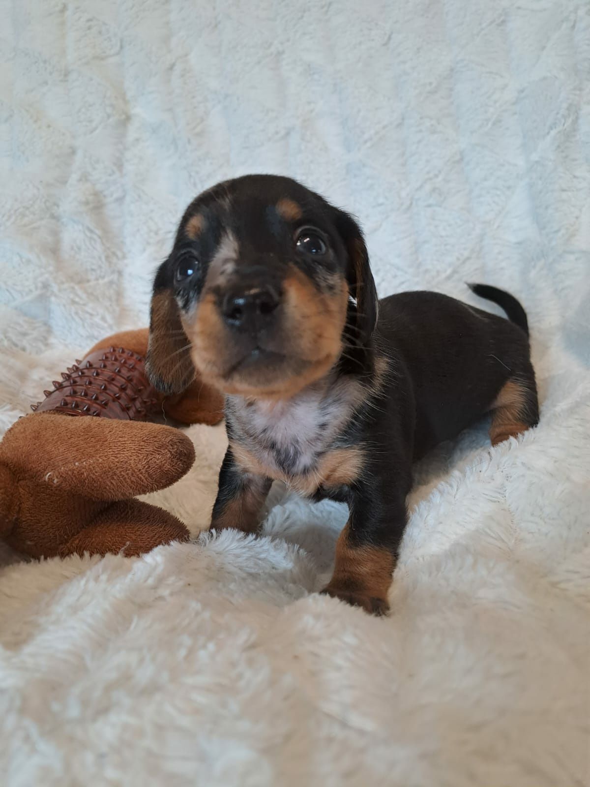 **CEKIN**jamnik miniaturowy black merle krótkowłosy zarezerwowany