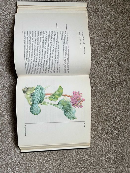 Rośliny skalne i nie tylko