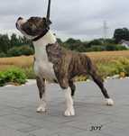Amstaff pies na sprzedaż