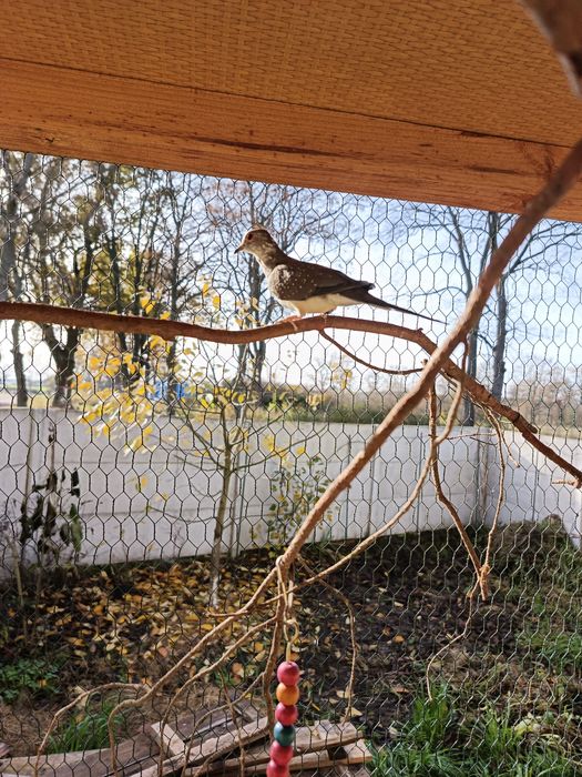 Gołąbki diamentowe