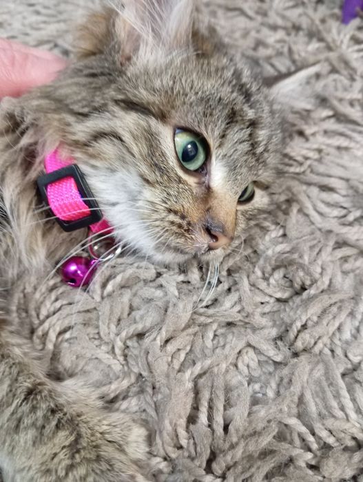 Подарую кошеня. Пухнасте.