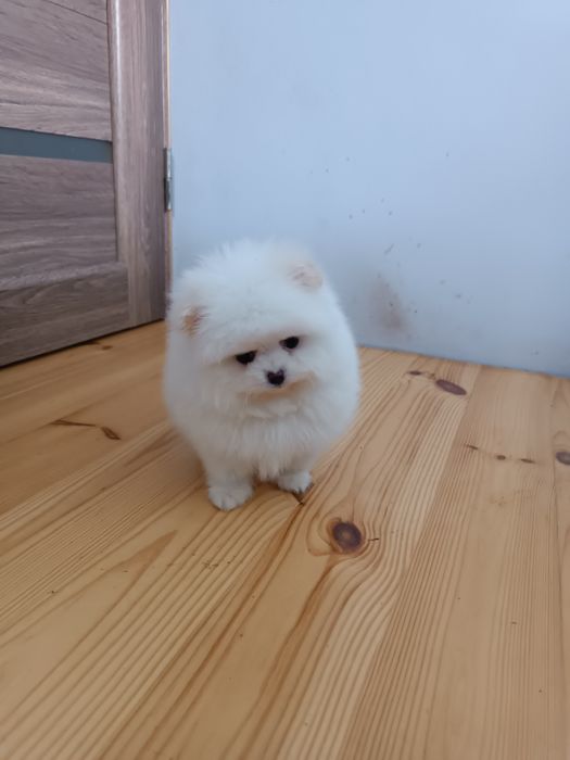 Шпіцулі зі Львова дівчатка!