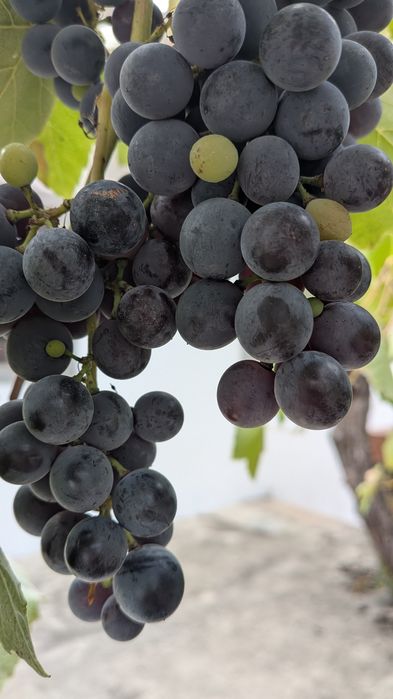 Uvas pretas para vinho