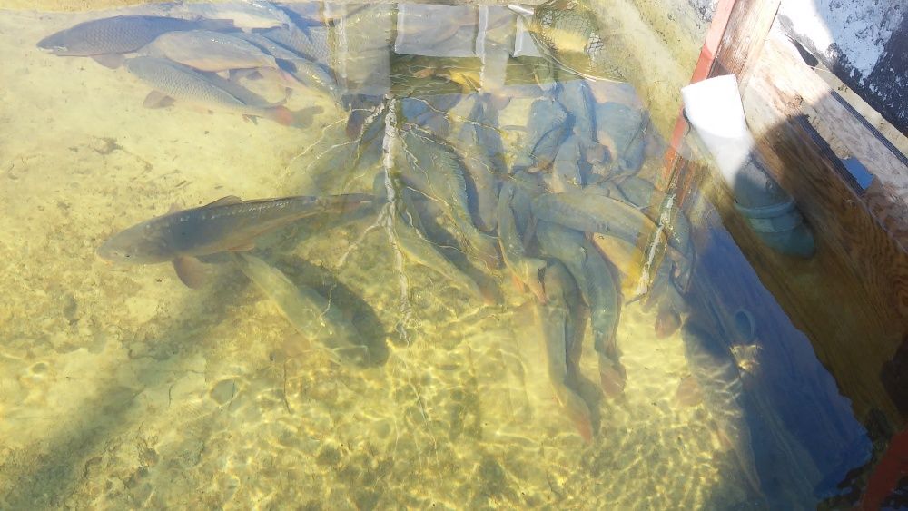 Karp żywy patroszony płat, amur, pstrąg, tołpyga, szczupak, jesiotr