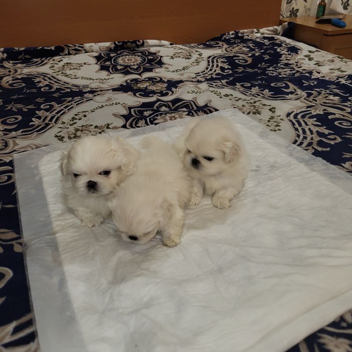 Цуценята пекінес