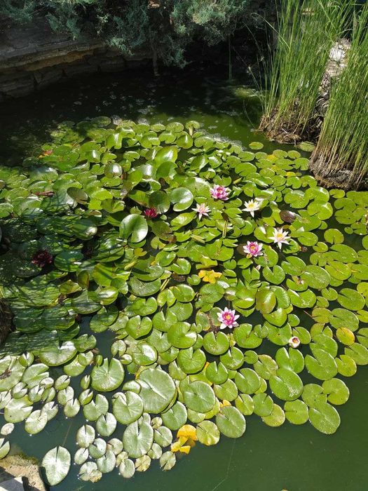 Водяная лилия, кувшинка, нимфея