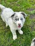 Border Collie Piesek, Blue Merle