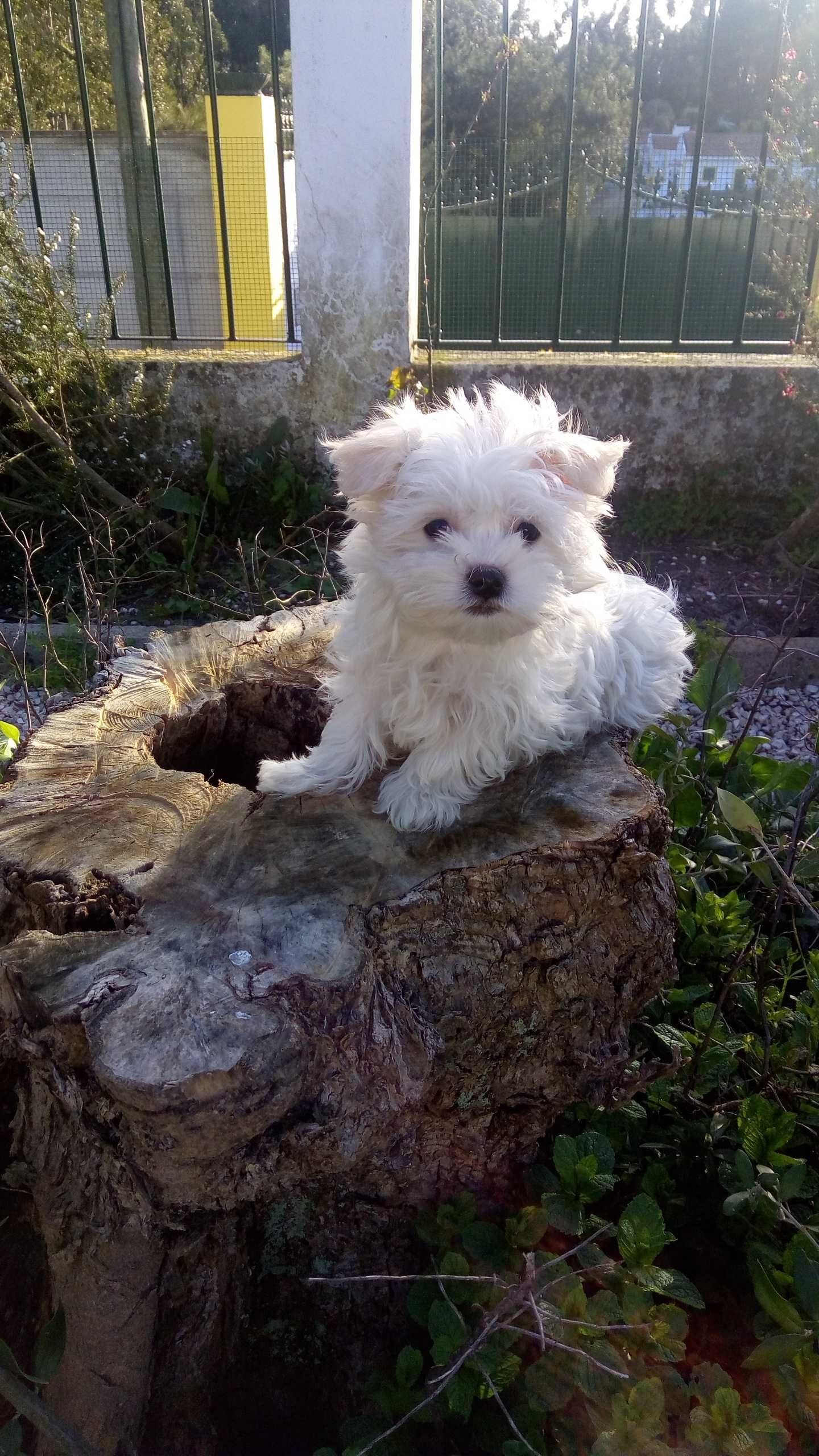 Linda fêmea Bichon Maltês miniatura
