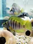 Altolamprologus calvus yellow tanganika