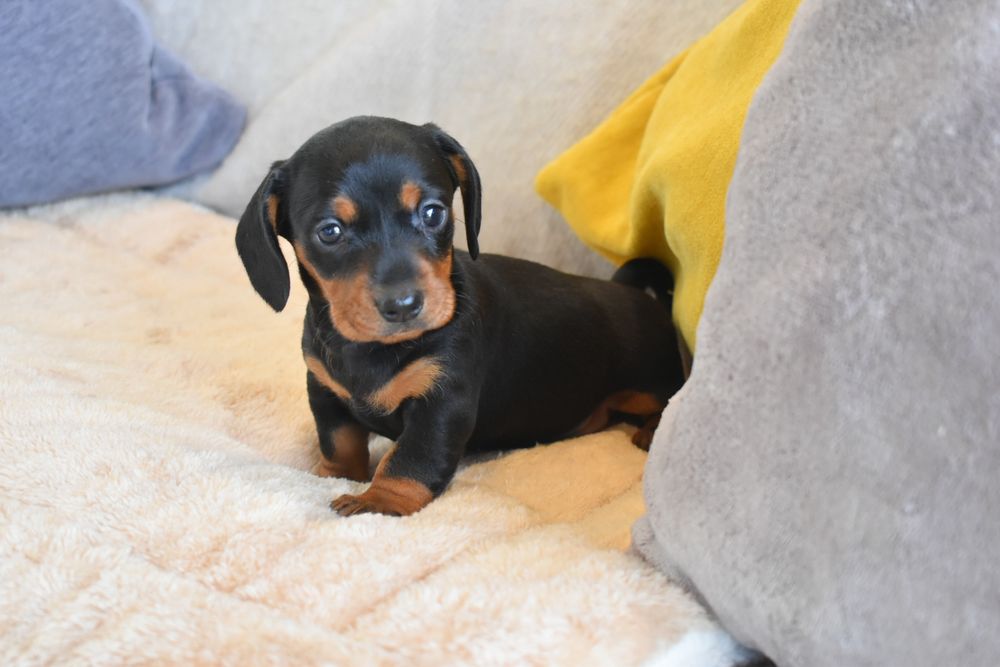 Teckel fêmea disponível