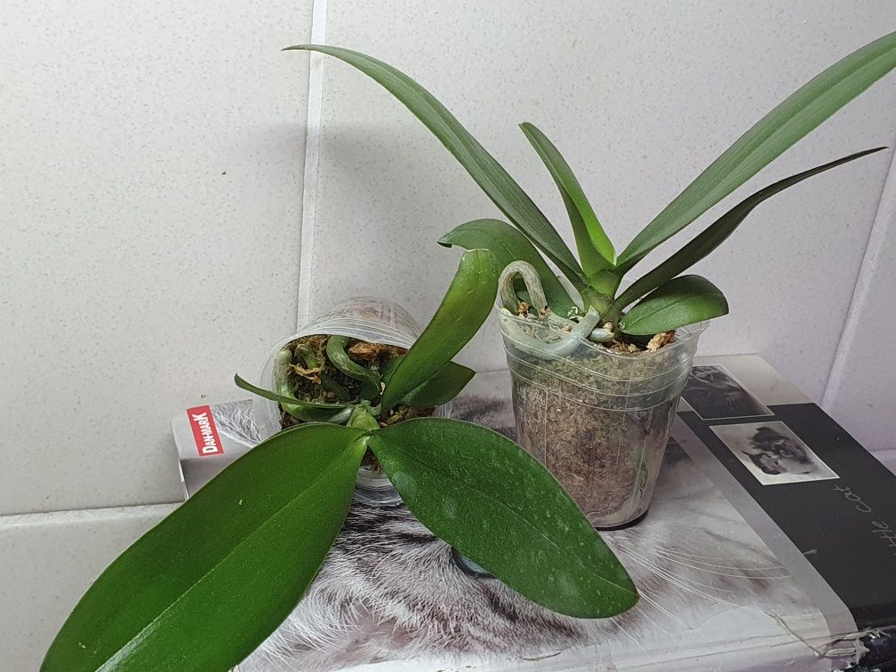 Орхидея фаленопсис - малыш ароматной бабочки "Green Batman" -1,7, мох,