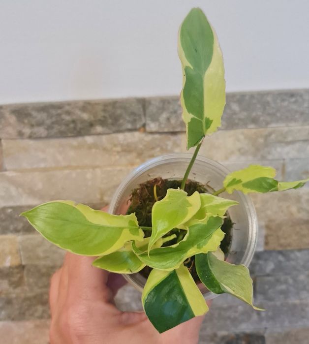 Philodendron Burle Marx lava var.