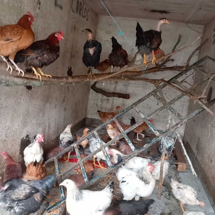 Vendo frango e garnizos caseiros