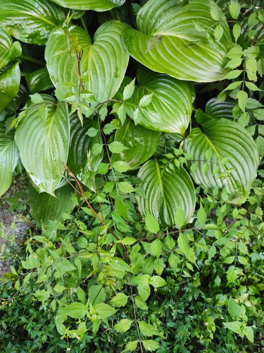 Кампсис ліана трубкоцвіт