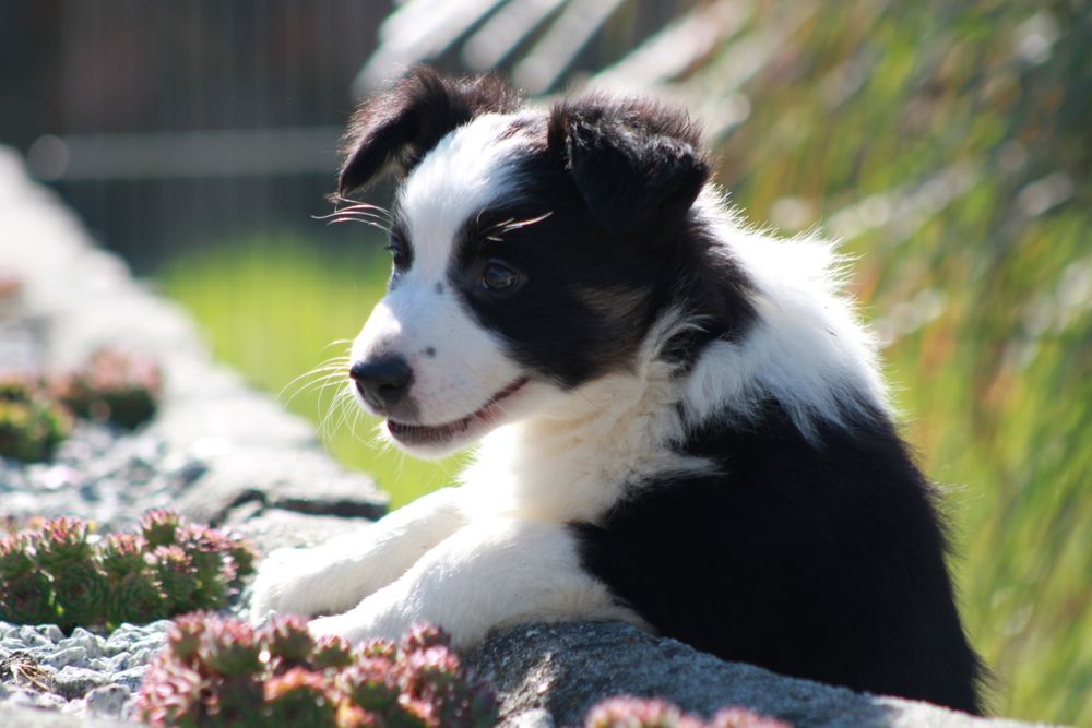 Suczka Border Collie