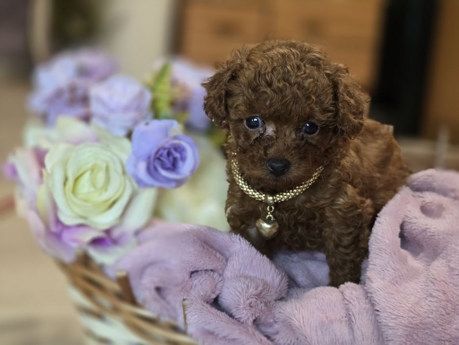 Pudel toy red brown dziewczynka krótka kufa