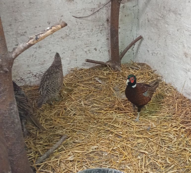 Bażanty samce i samiczki