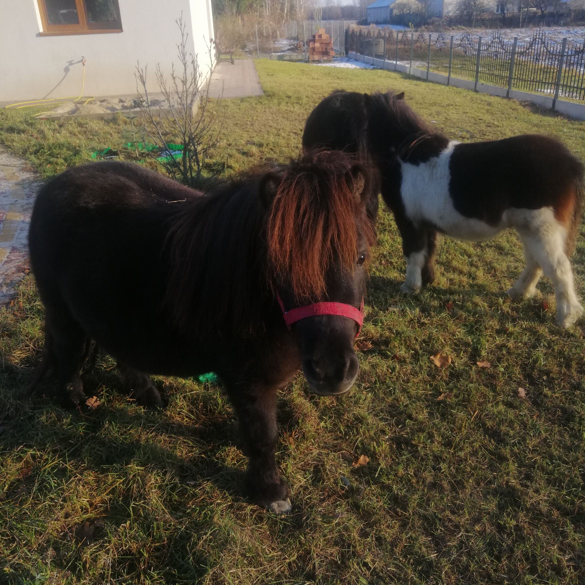 Sprzedam ogierka polski kuc miniaturowy, pełne pochodzenie.