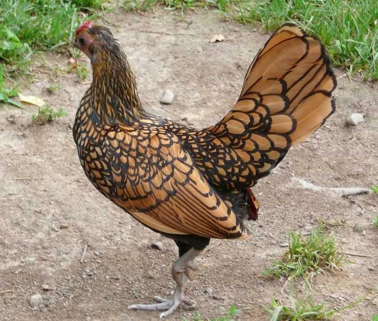 Курочки породи золотий сібрайт, кури сібрайт та півники