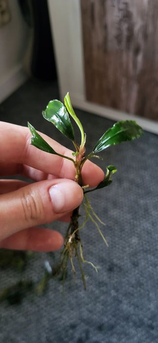 17 sztuk Bucephalandra roślina do akwariów