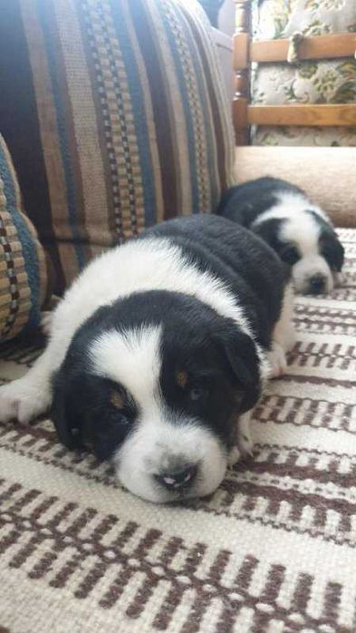 Oddam pieski w dobre ręce