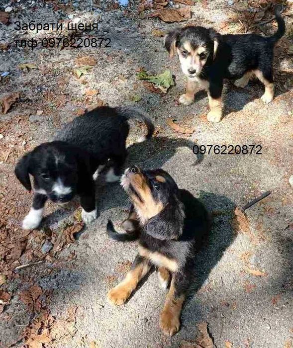 Цуценята від самки кокерспаніель