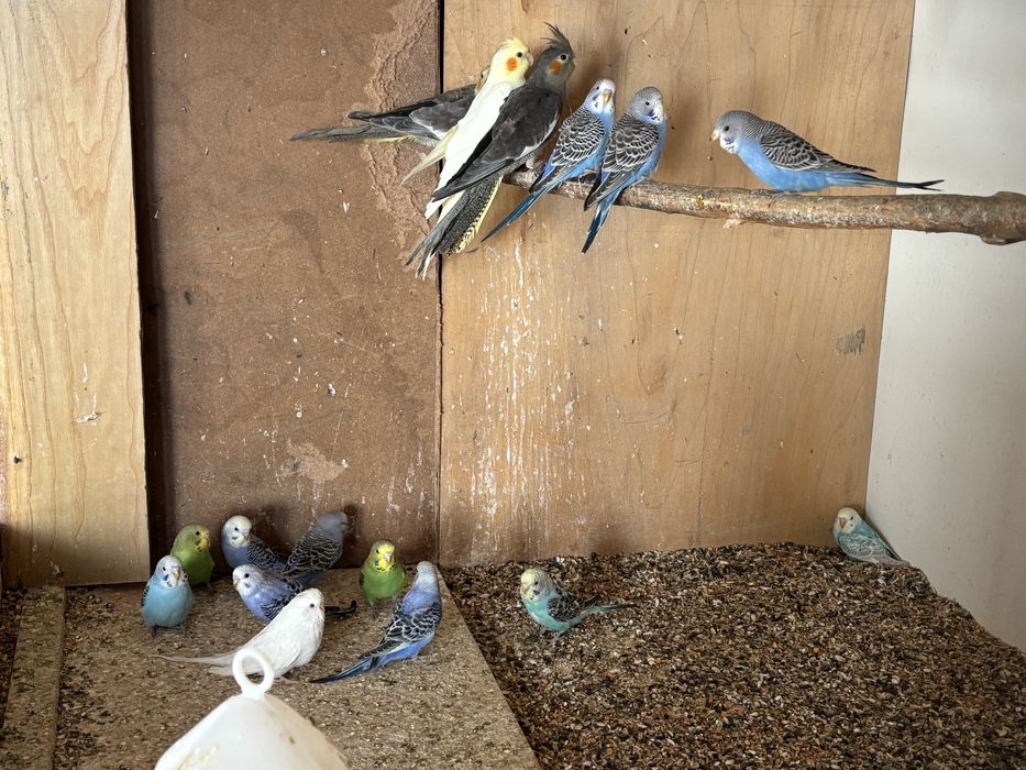 Młode papugi faliste