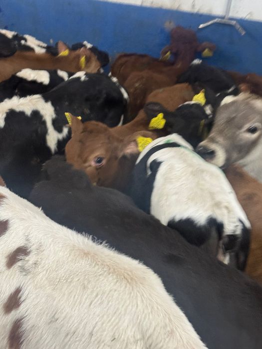 Sprzedam odsadki Limousine Wyszków