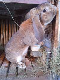 Кролики продаються Самчики робочі