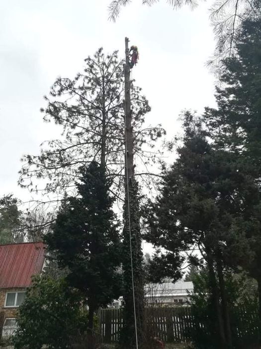 Wycinka, podcinka drzew, zwyżka, arborystyka, koszenie traw rębak
